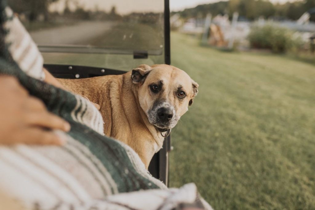 dog sitting in golf cart