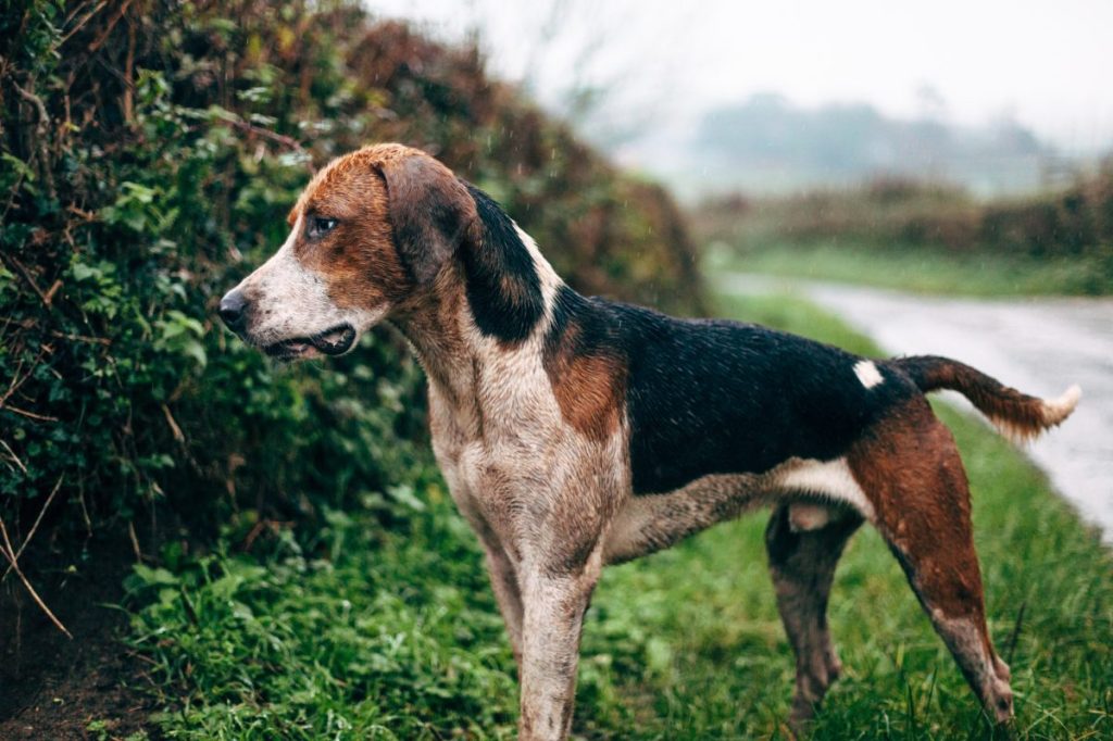 English foxhound in the rain