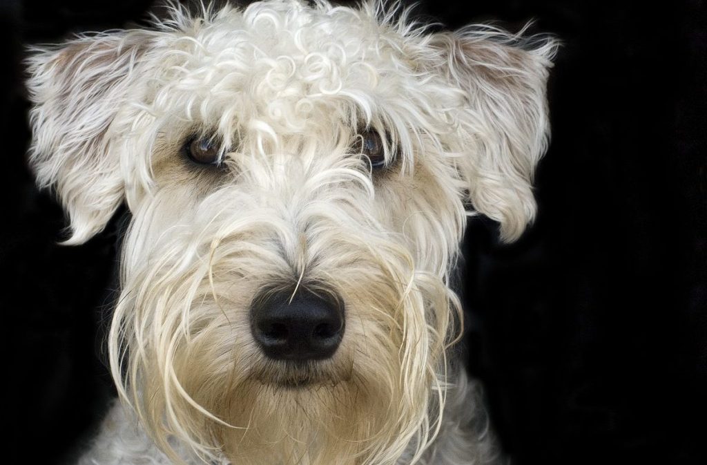 Soft coated wheaten terrier