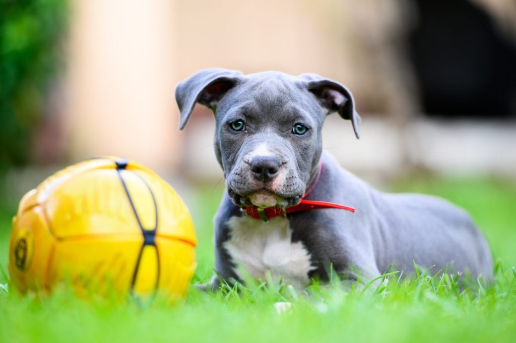 American Staffordshire Terrier Puppy