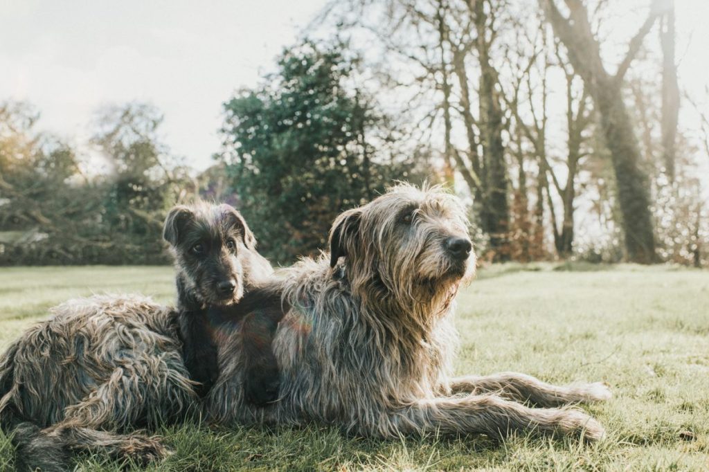 irish wolfhound and puppy