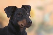 Manchester Terrier