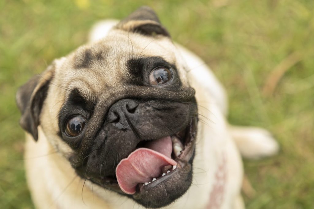 happy pug