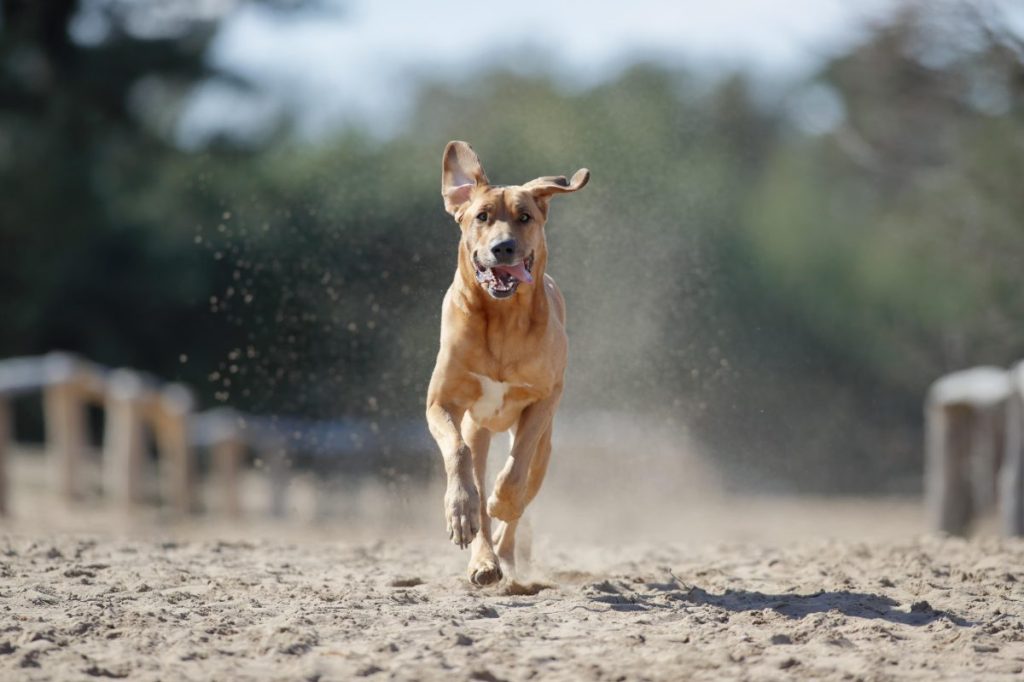 Danish Broholmer running