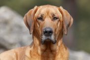 elegant danish Broholmer dog sitting staring into the camera