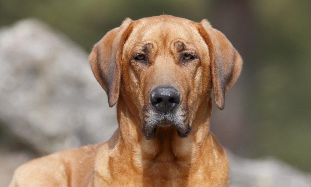 elegant danish Broholmer dog sitting staring into the camera