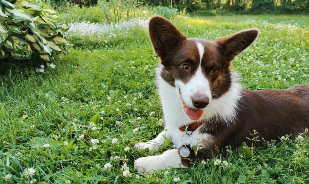 brown and white Welsh corgi cardigan