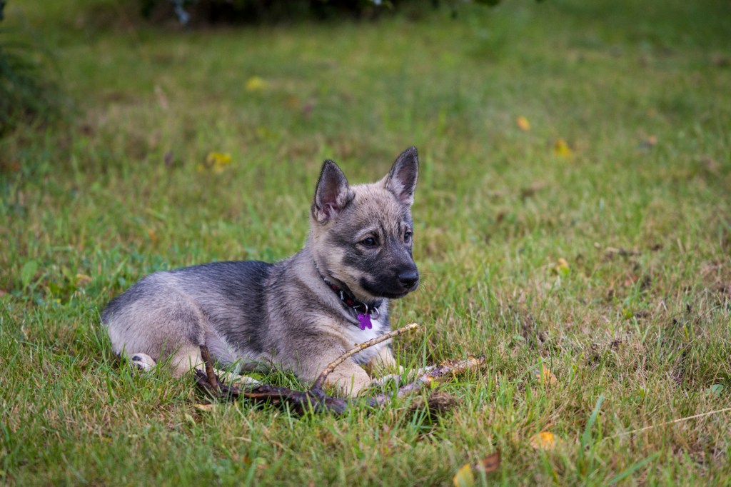 Swedish vallhund puppy lying in the grass with a stick