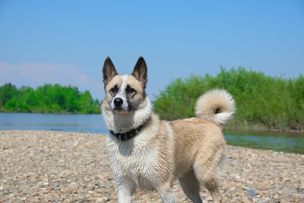 Norwegian elkhound in the summer