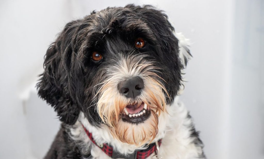 portrait of a Portuguese Water Dog