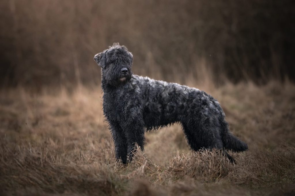 standing Bouvier des Flandres