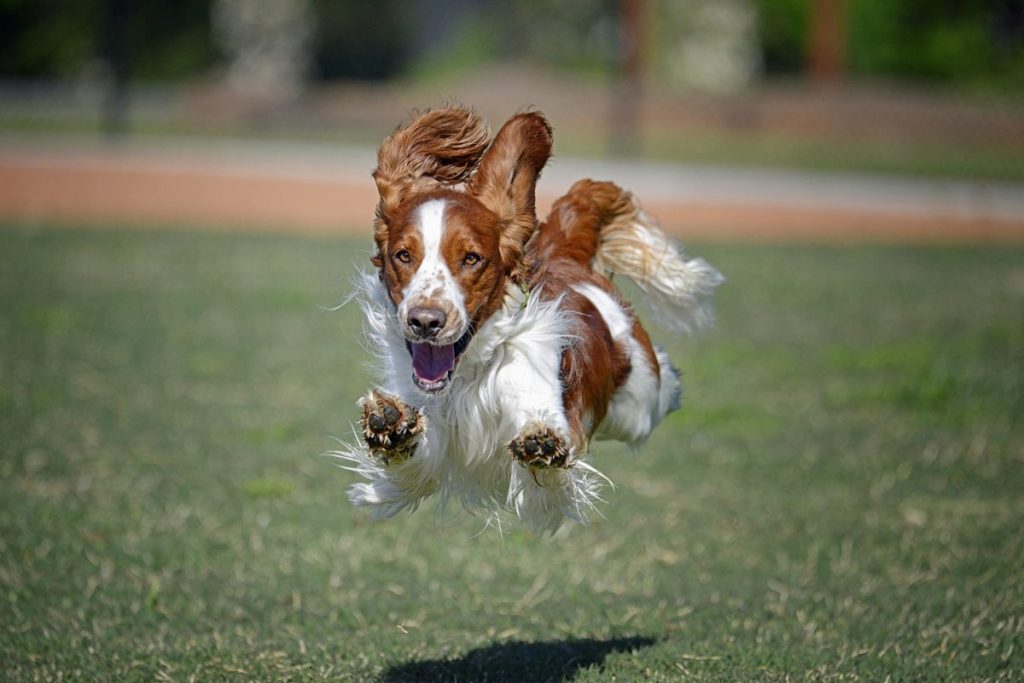 Young Welsh Springer Spaniel Flying