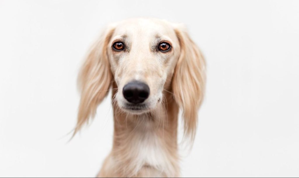 saluki portrait