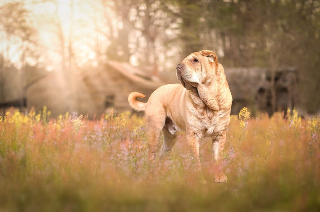 elegant chinese shar-pei dog