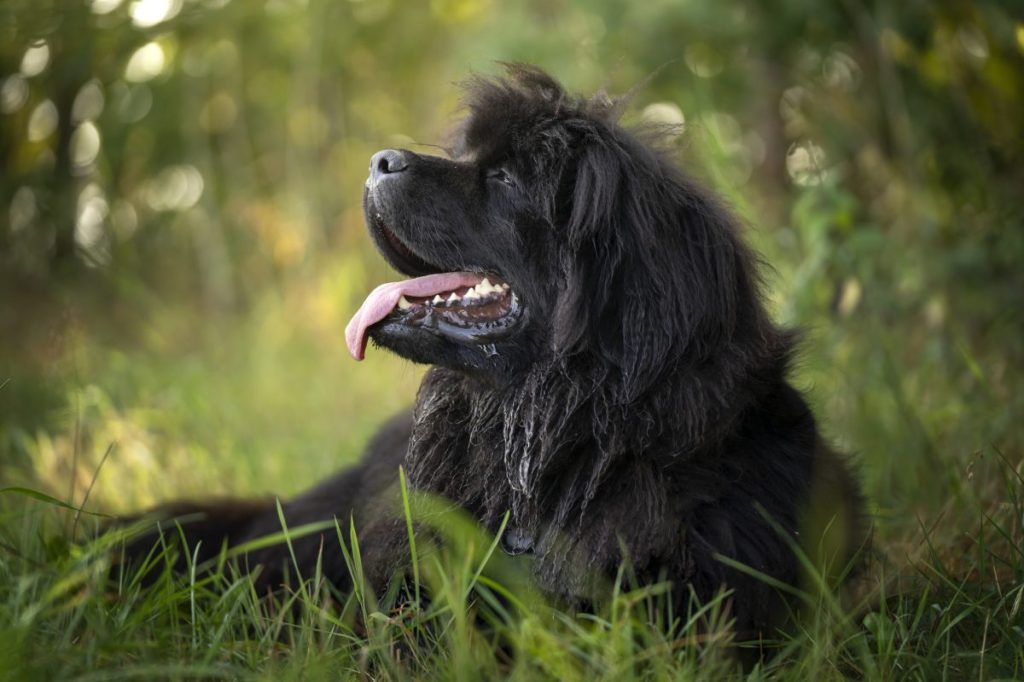 Newfoundland lying in grass with tongue sticking out