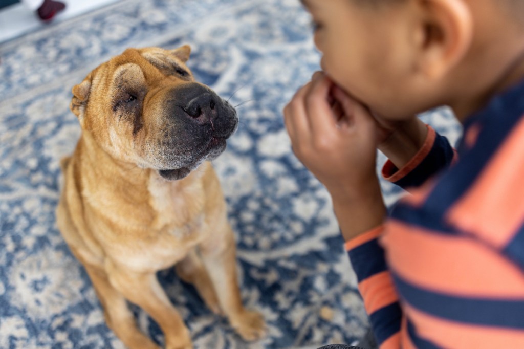 A visually impaired dog suffering from achromatopsia sitting down looking up at a young boy who is part of the family.