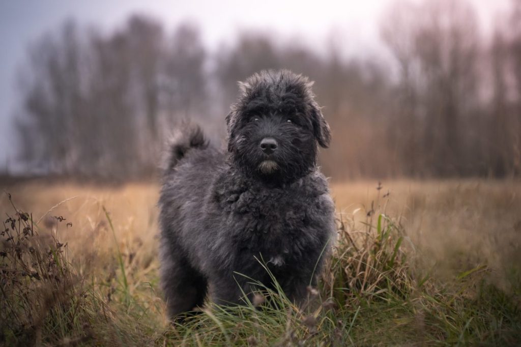 bouvier des Flandres puppy