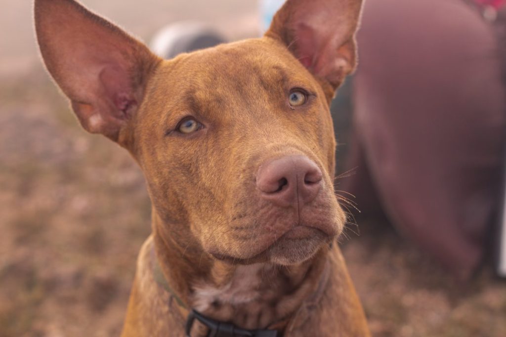 cute pharaoh hound