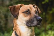 sitting Black Mouth Cur dog