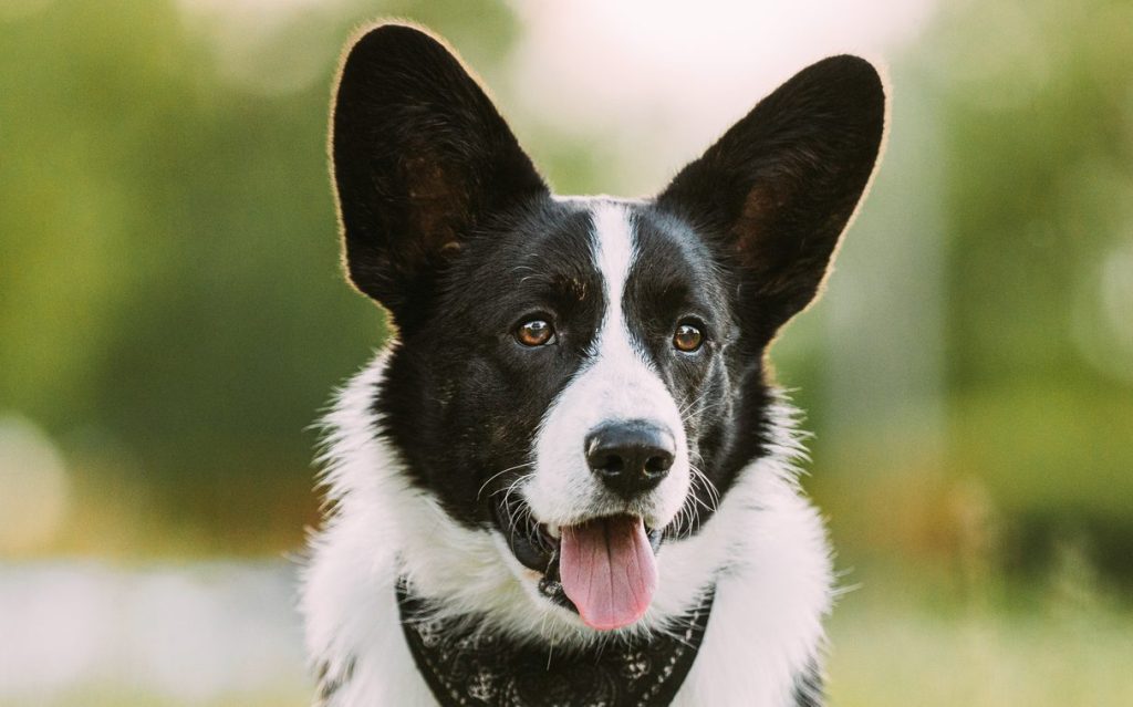 Funny Cardigan Welsh Corgi Dog Sitting