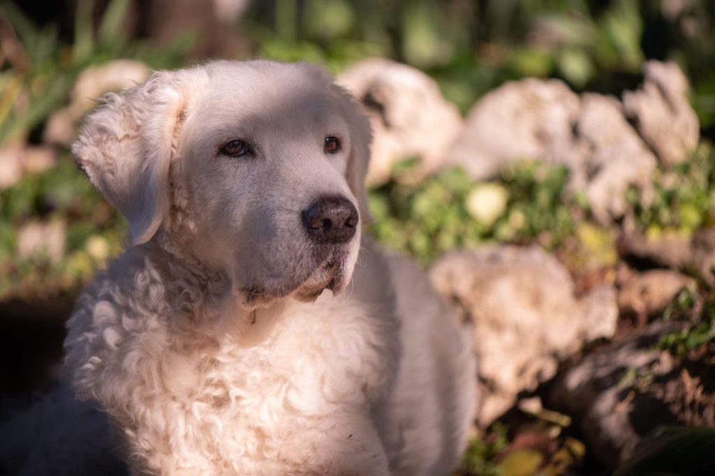 Kuvasz sitting in the garden.