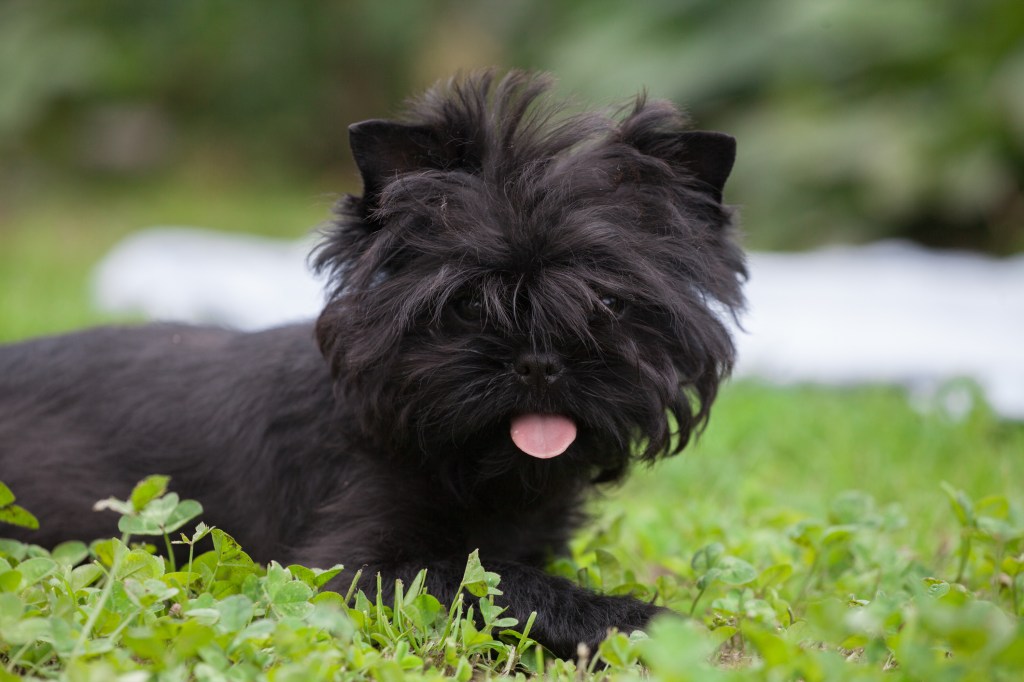 Small Affenpinscher puppy dog in the park