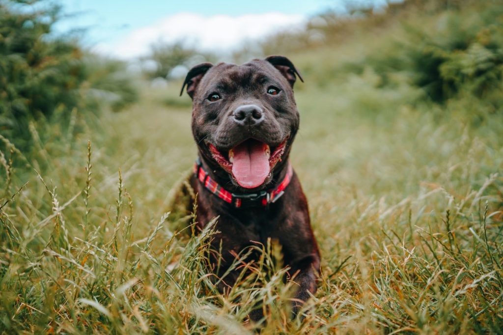 Portrait of staffordshire bull terrier