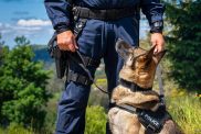 German Shepherd police dog looking up at male officer