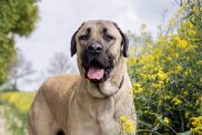 Anatolian Shepherd in Field