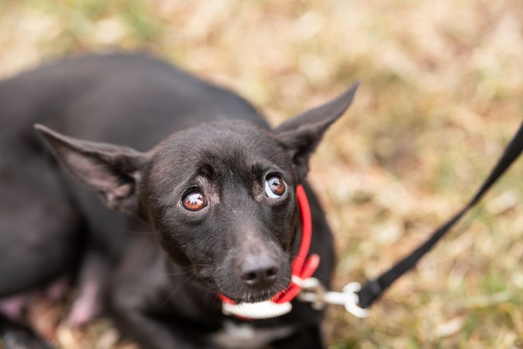 scared dog on a leash looking up