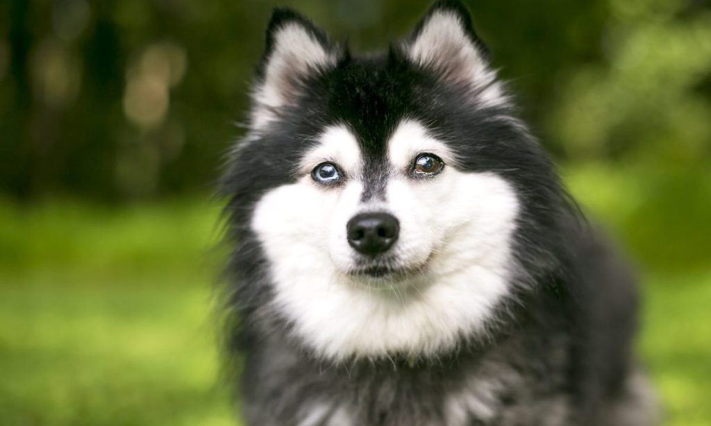 An Alaskan Klee Kai dog