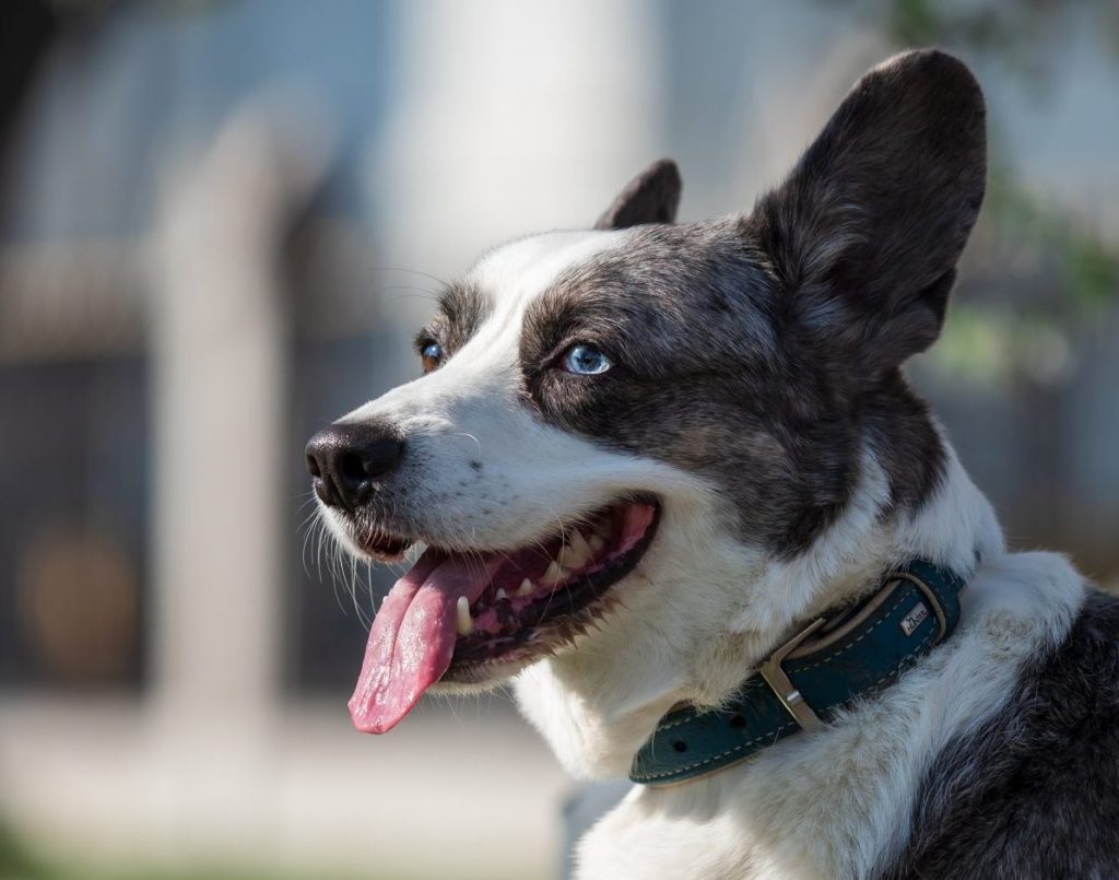 grey Welsh Corgi Cardigan