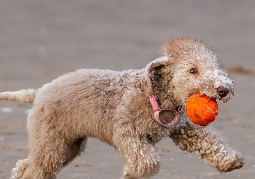 beige bedlington terrier playing