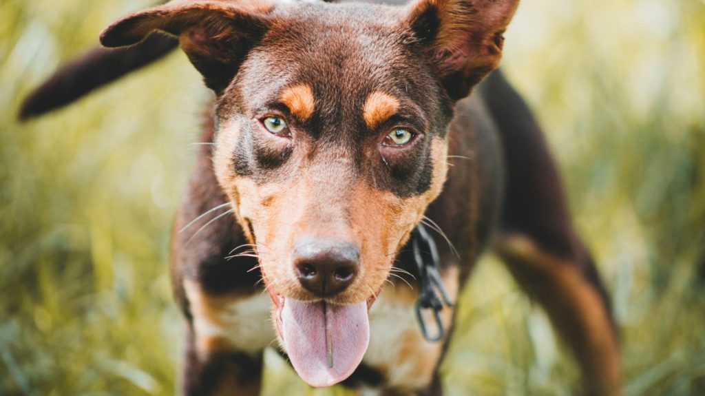 portrait of working kelpie