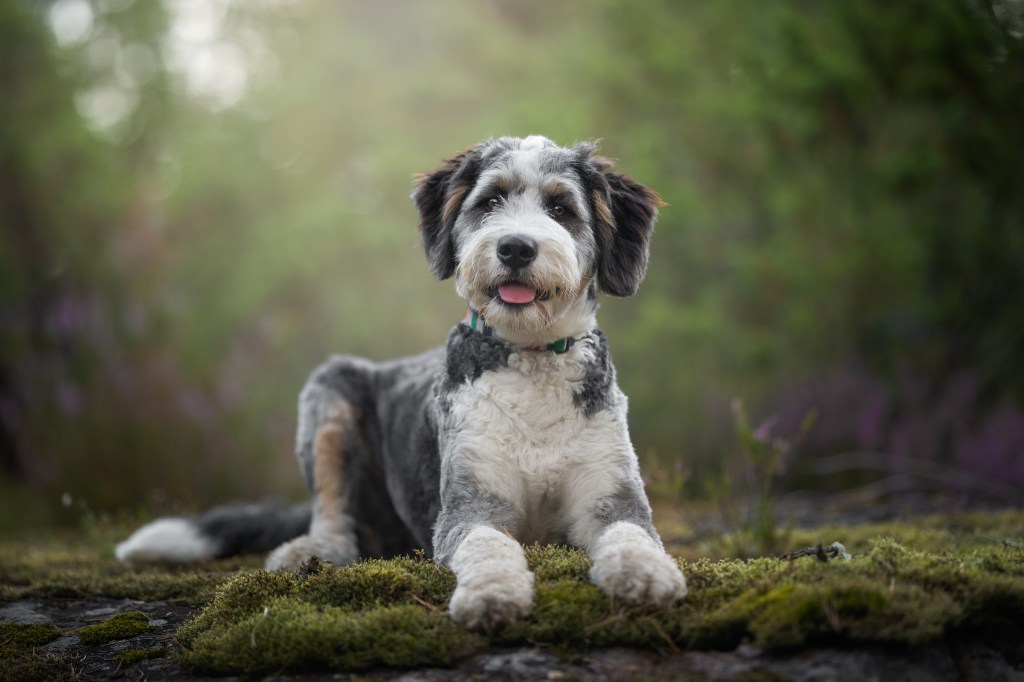 Portrait of Bearded Collie sitting on rock.