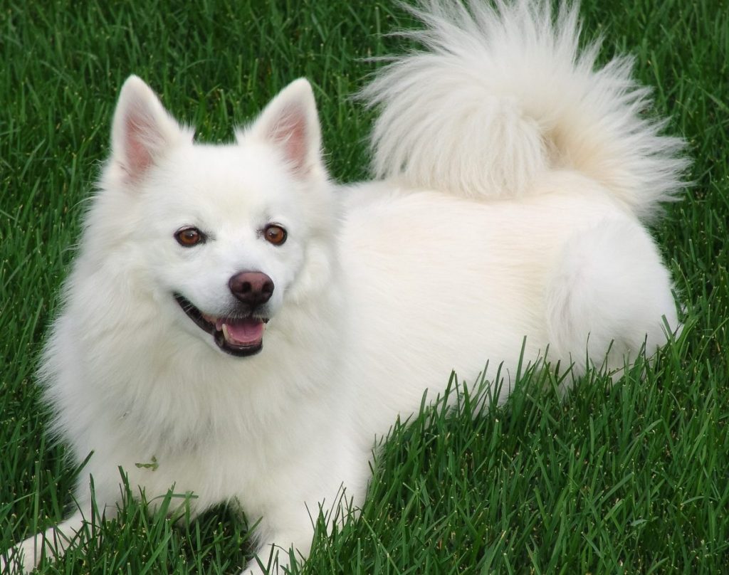 white german spitz