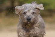 Glen of Imaal Terrier sprinting