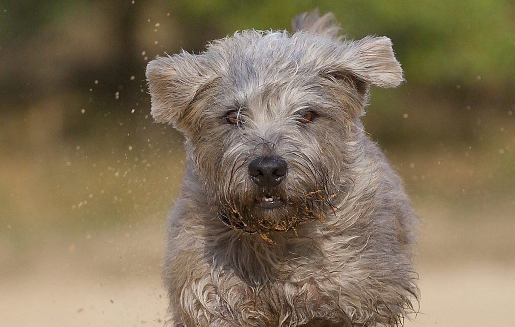 Glen of Imaal Terrier sprinting