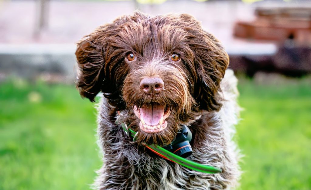 Wirehaired Pointing Griffon running