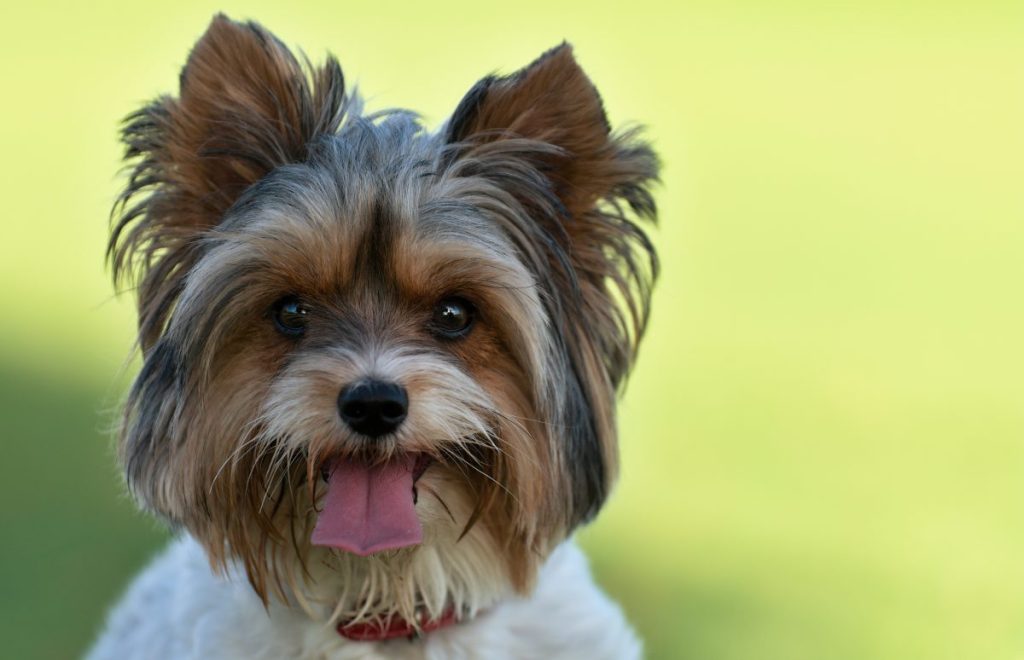 biewer terrier smiling