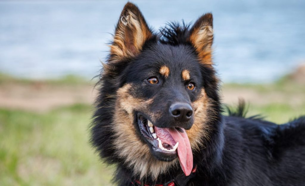 Bohemian shepherd dog