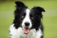 Border collie smiling