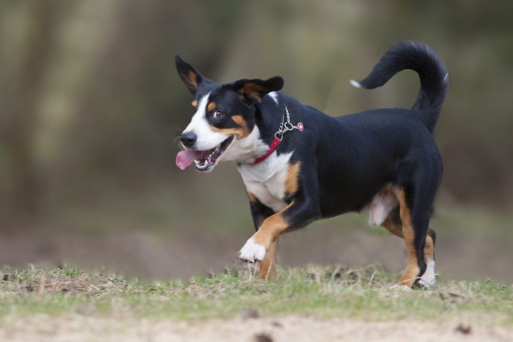 Entlebucher Mountain Dog!