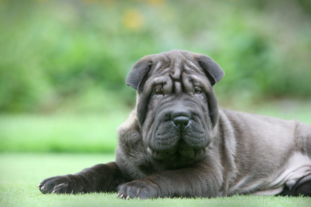 Shar pei puppy