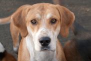 A Fox Hound looking at the camera