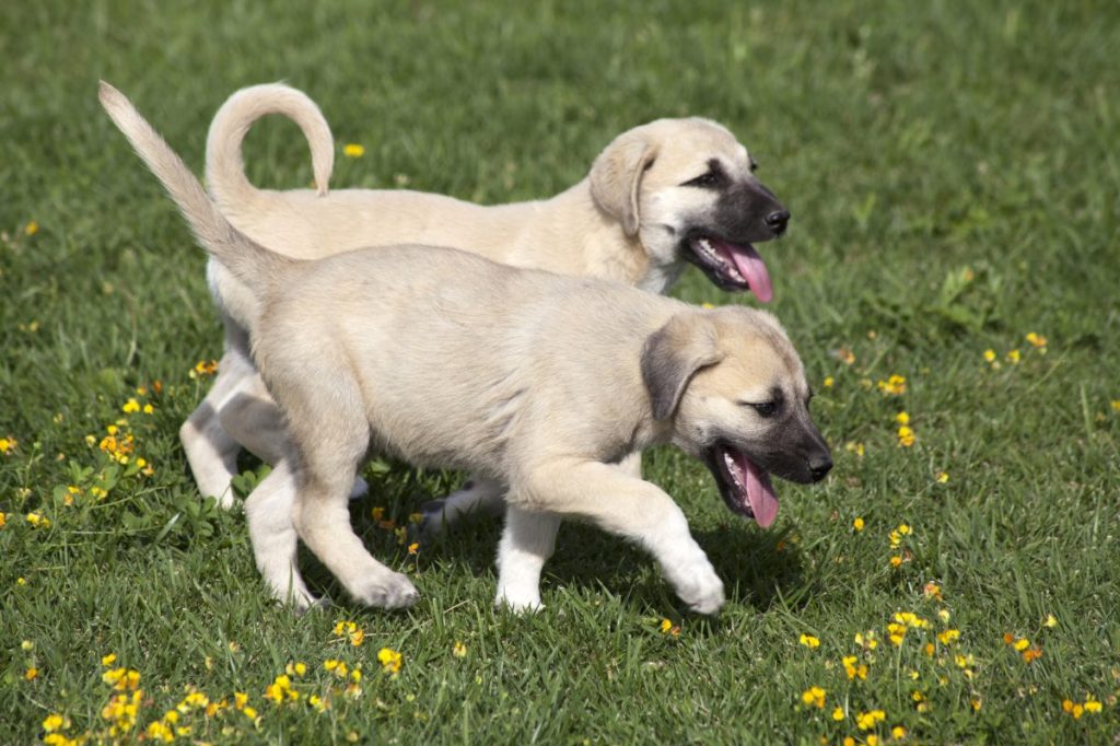 anatolian shepherd puppies