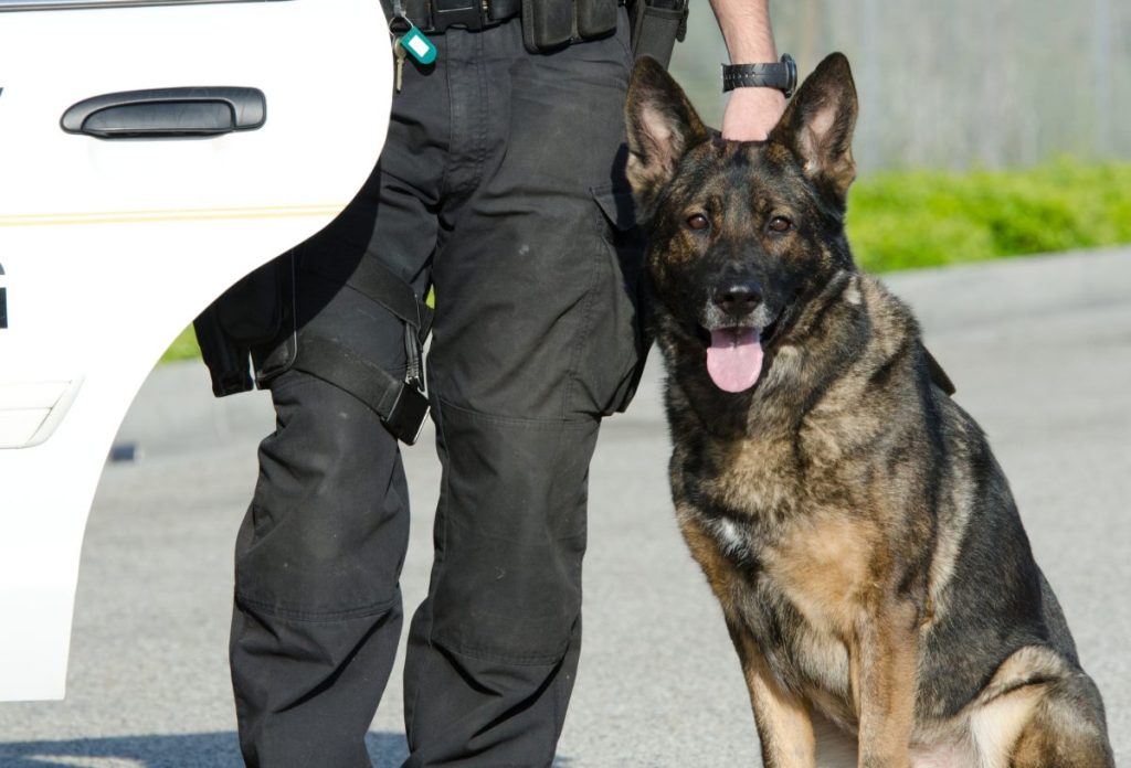 police dog standing next to handler by squad car