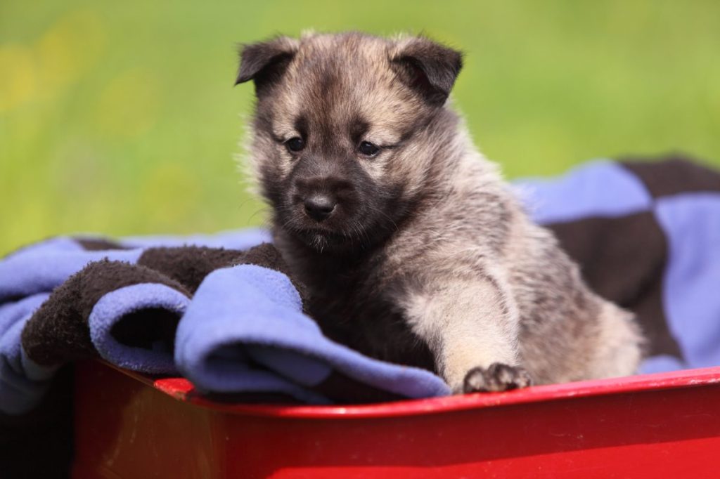 An adorable Norwegian Elk Hound puppy in a red wagon. This dog breed will grow up to be medium to large in size.