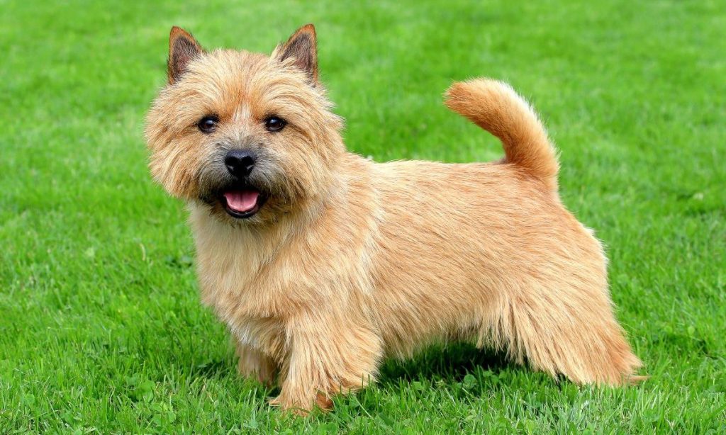 The portrait of Norwich Terrier in a garden