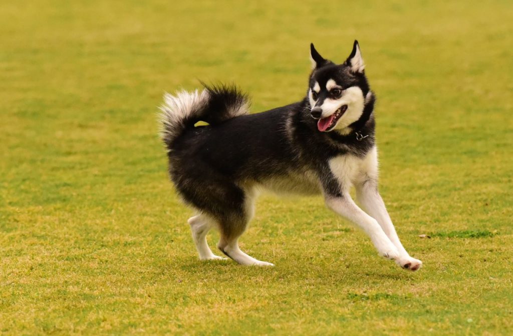 Alaskan Klee Kai running